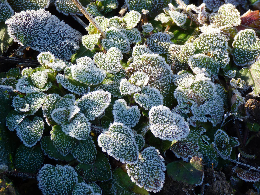 Vert de Cristal